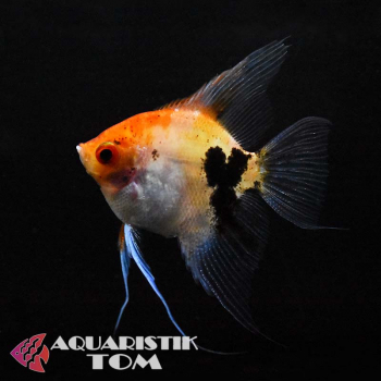Koi Goldkopf Skalar, Pterophyllum scalare Koi Goldkopf